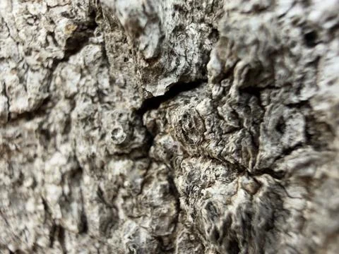 Rough Gray Tree Bark Texture Natural Texture Horizontal View 2 Stock Photos