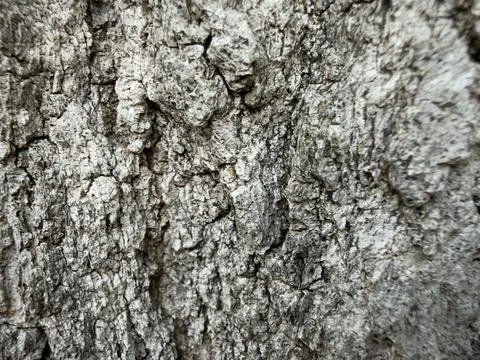 Rough Gray Tree Bark Texture Macro Detail Horizontal View 2 Foto stock