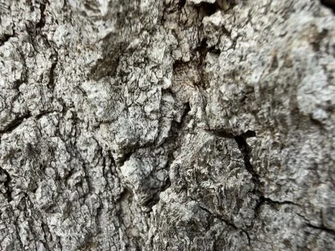 Rough Gray Tree Bark Texture Surface Detail Stock Photos
