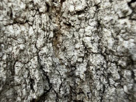 Rough Gray Tree Bark Texture Outdoor Detail Stock Photos