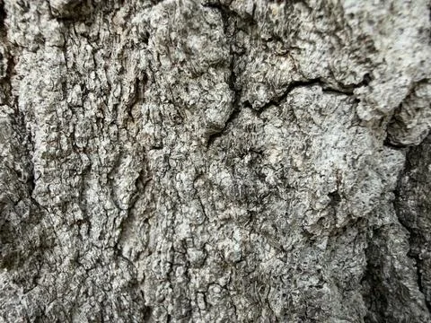 Rough Gray Tree Bark Texture Tight Crop Stock Photos