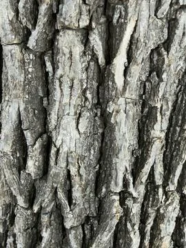 Rough Gray Tree Bark Texture Vertical Detail Stock Photos