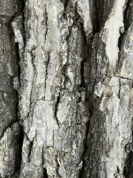 Rough Gray Tree Bark Texture Horizontal Detail Stock Photos