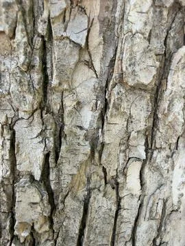 Rough Gray Tree Bark Texture Fine Detail Stock Photos