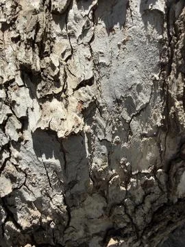 Rough Gray Tree Bark Texture Natural Pattern Stock Photos