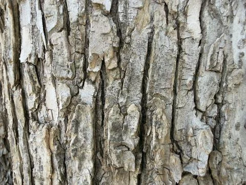 Rough Gray Tree Bark Texture Texture Study Foto stock