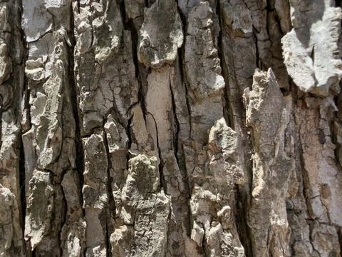 Rough Gray Tree Bark Texture Close Detail Stock Photos