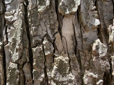 Rough Gray Tree Bark Texture Organic Detail Stock Photos