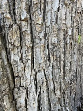 Rough Gray Tree Bark Texture Stock Background 스톡 사진