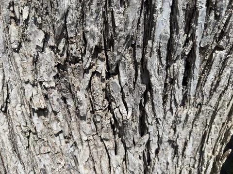 Rough Gray Tree Bark Texture Detailed View Horizontal View 3 Stock-Fotos