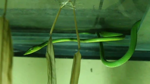 Rough Green Stock-Footage 708652