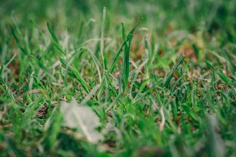 Rough green grass long with leaf 스톡 사진