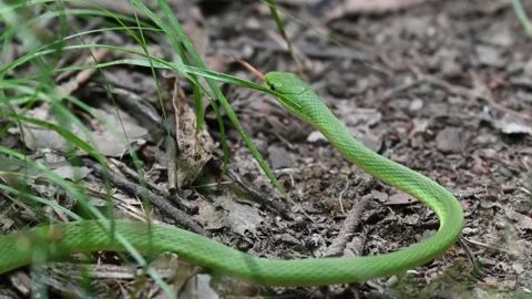 Rough green grass snake moving Stock Footage 196825548
