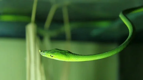 Rough Green Snake Stock-Footage 708632