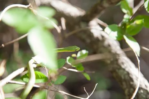Rough Green Snake Stock Photos