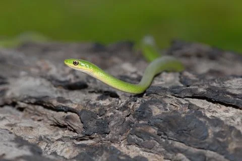 Rough Green snake Stock Photos