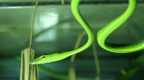 Rough Green Snakes 스톡 동영상 708718