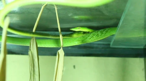 Rough Green Snakes moving Stock-Footage 708688