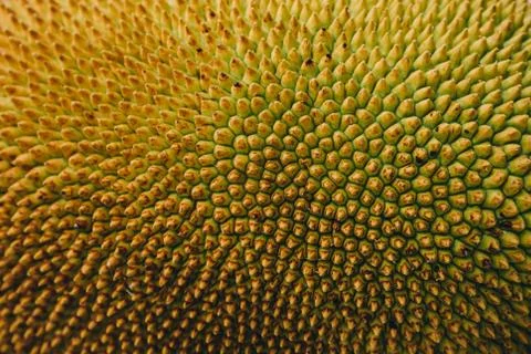 Rough Green texture, Close up of young jackfruit, Tropical fruit Stock Photos