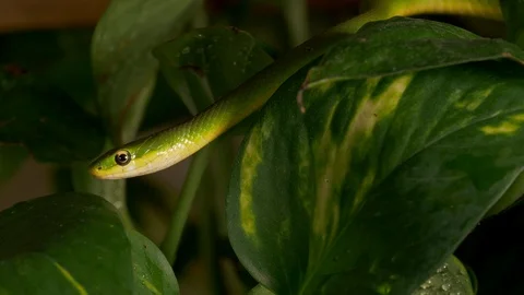Rough green tree snake Opheodrys aestivus 5  11 17 moving in vegitation Video stock 120352850