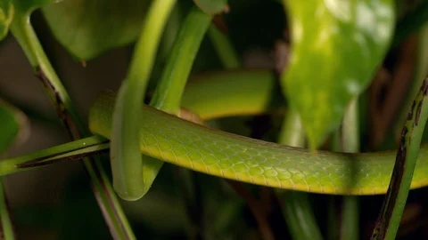 Rough green tree snake Opheodrys aestivus 11 11 17 in vegitation Video stock 120352965