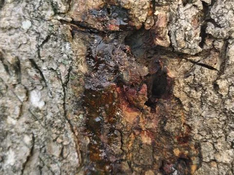 Rough grey tree bark texture with green moss patches Stock Photos