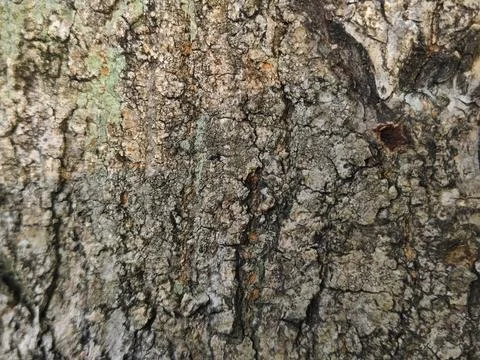 Rough grey tree bark texture with green moss patches Stock Photos