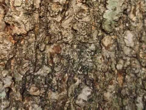 Rough grey tree bark texture with green moss patches Stock Photos