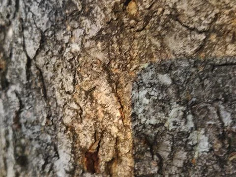 Rough grey tree bark texture with green moss patches Stock Photos