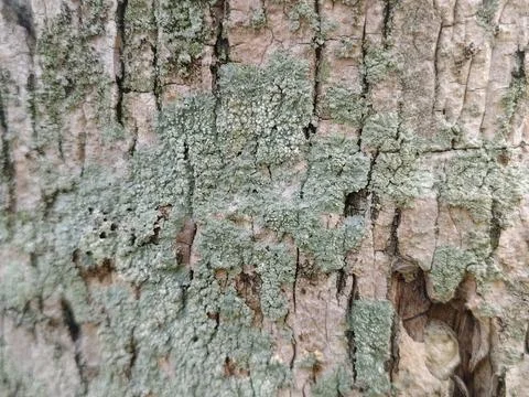 Rough grey tree bark texture with green moss patches Stock Photos