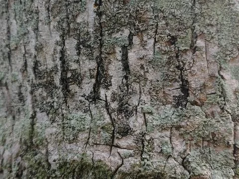 Rough grey tree bark texture with green moss patches Stock Photos