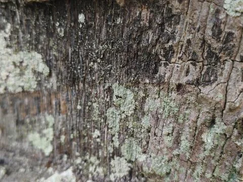 Rough grey tree bark texture with green moss patches Stock Photos