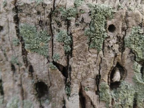 Rough grey tree bark texture with green moss patches Stock Photos
