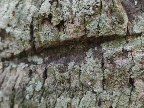 Rough grey tree bark texture with green moss patches Stock Photos