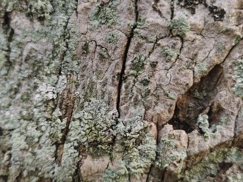 Rough grey tree bark texture with green moss patches Stock Photos