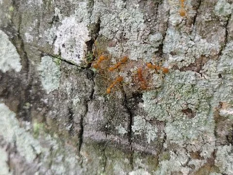 Rough grey tree bark texture with green moss patches Stock Photos