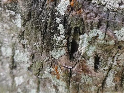 Rough grey tree bark texture with green moss patches Stock Photos