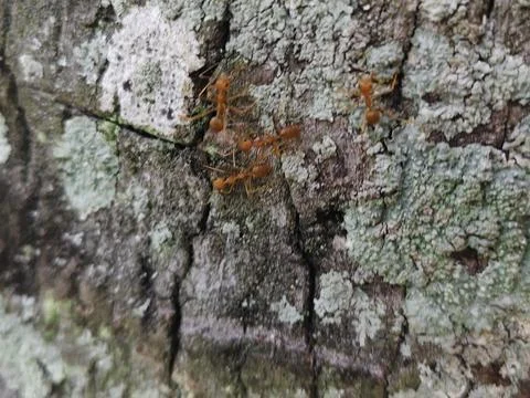 Rough grey tree bark texture with green moss patches Stock Photos
