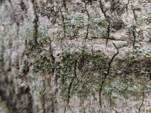 Rough grey tree bark texture with green moss patches Stock Photos