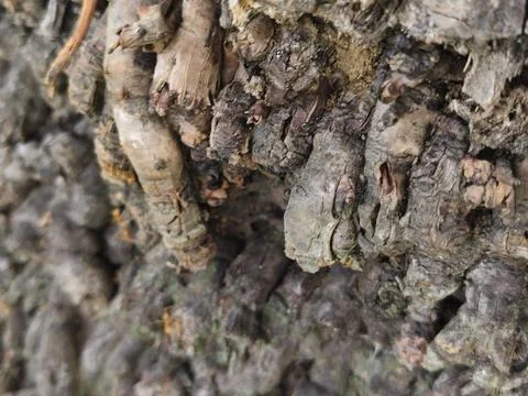 Rough grey tree bark texture with green moss patches Stock Photos