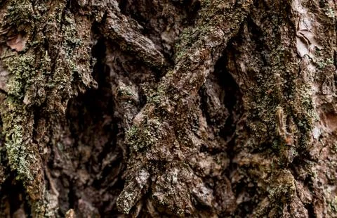 Rough haggard deep thick tree bark with moss and lichen growth Stock Photos