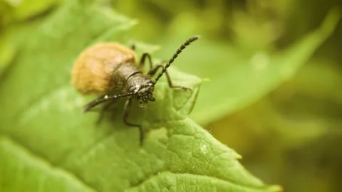 Rough-haired Lagria beetle (Lagria hirta) in natural environment Stock Footage 337654385