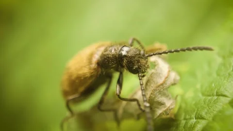 Rough-haired Lagria beetle (Lagria hirta) in natural environment Stock Footage 337654993