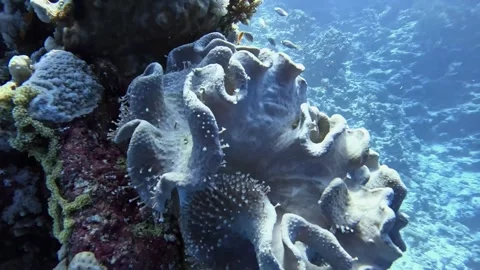 Rough leather coral Stock Footage 280062726