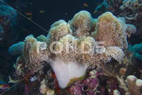 Rough leather coral Sarcophyton glaucum with open polyps Small Brother dive Stock Photos