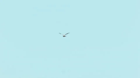 Rough-legged buzzard Buteo lagopus is out for hunt Video stock 64237815