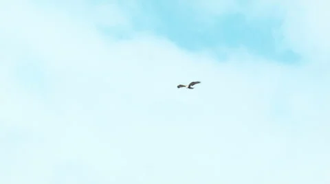Rough-legged buzzard Buteo lagopus in a nosedive Video stock 64238673
