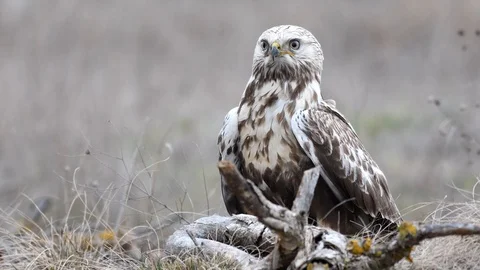 Rough-legged Buzzard. Buteo lagopus. In natural habitat. Close-up portrait. Male Stock-Footage 105055742