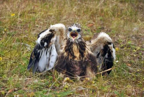 A rough-legged Buzzard chick Stock Photos