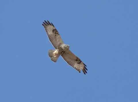 Rough-legged buzzard in flight. Stock Photos